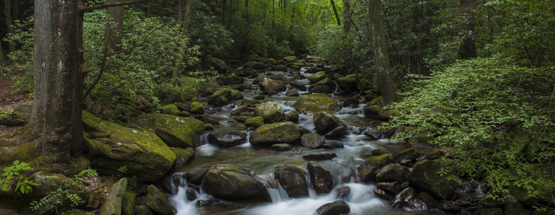 a stream in a forest